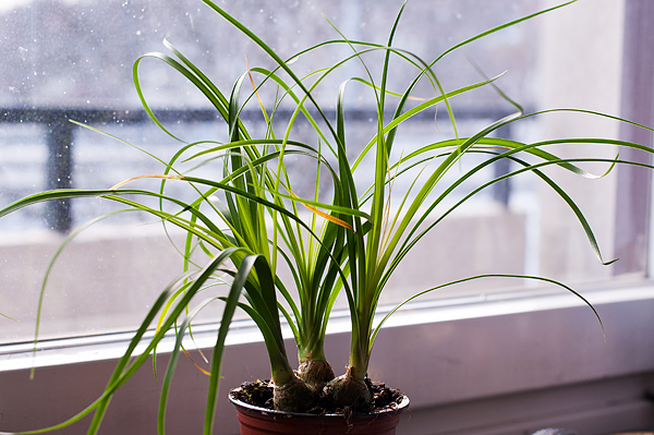 _DSC0002_600
