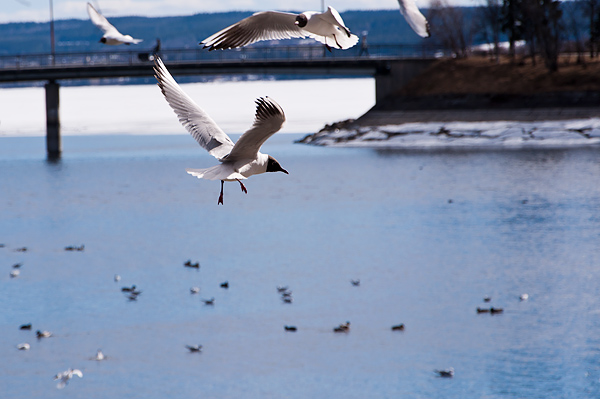 _DSC0045_600