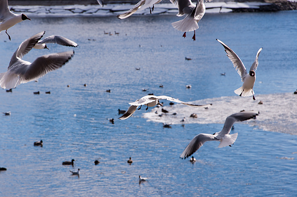 _DSC0046_600
