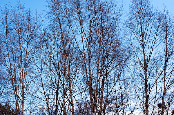 _DSC0010_600