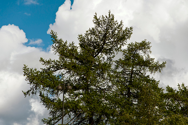 _DSC0008_600