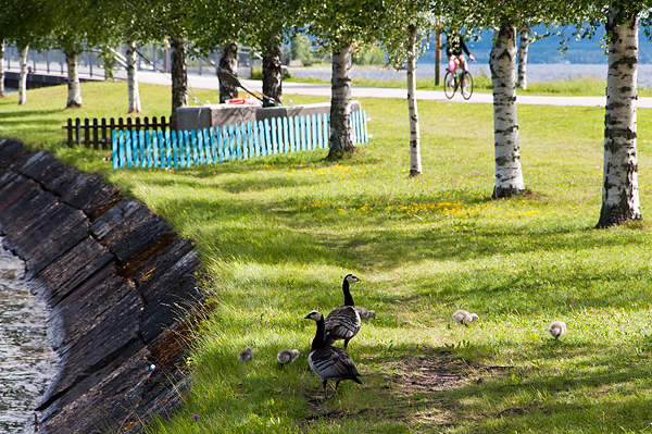 _DSC0013_600